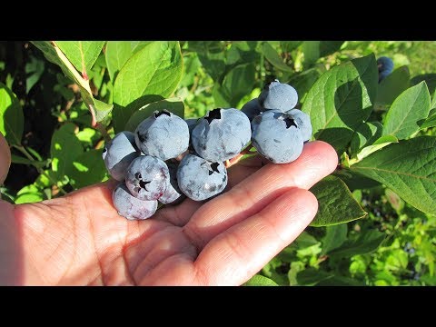 Видео: Голубика и брусника в вашем саду - как они зимуют