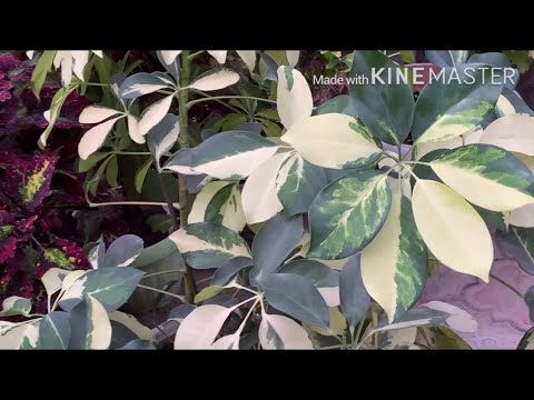 Видео: Болмо гулу | Шефлера гулу боюнча кенен маалымат