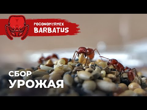 Видео: ЭКОНОМИКА У КРАСНОГО АМЕРИКАНСКОГО МУРАВЬЯ-ЖНЕЦА | Red harvester ant | Pogonomyrmex barbatus