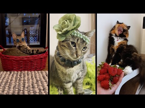 Видео: Funny and cute CATS 🐱Videos🔶 Сompilation # 38🔶