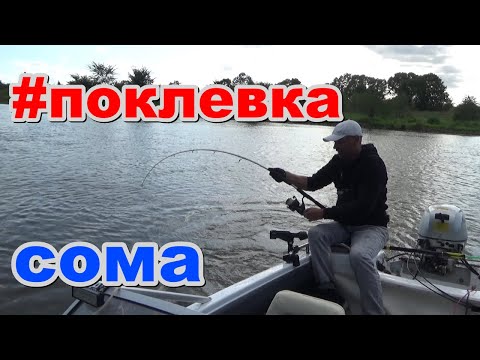 Видео: поклeвка сома на квок. Вот так это выглядит на эхолоте Lowrance Elite 9ti2. #рыбалка