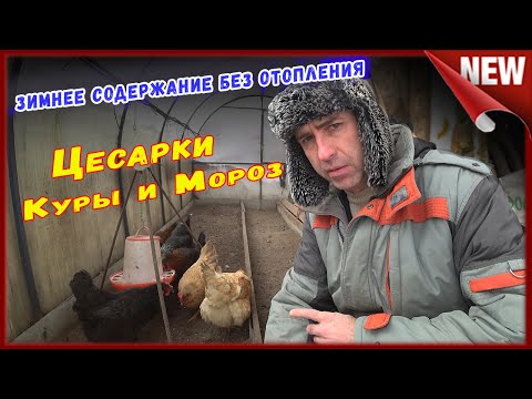 Видео: Цесарки и Куры в минус Тридцать, в теплице без отопления.