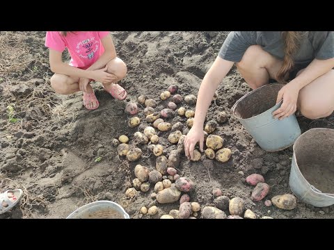 Видео: копаємо картоплю допомагає збирати кума