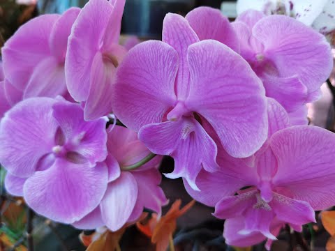 Видео: Орхидеи. ВЫСОКИЙ период ЦВЕТЕНИЯ. "ЖУТКАЯ СОБСТВЕННИЦА!" Что с этим дальше делать? часть 1