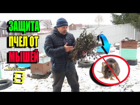 Видео: КАК УБЕРЕЧЬ ПЧЕЛ ОТ МЫШЕЙ? КАК ИЗБАВИТЬСЯ ОТ МЫШЕЙ НА ПАСЕКЕ? ДЛЯ НАЧИНАЮЩИХ ПЧЕЛОВОДОВ 22-44