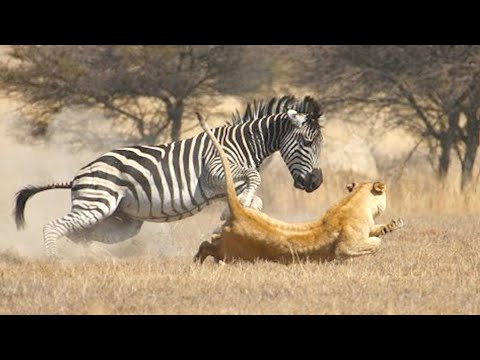 Видео: ХИЩНИКИ ПОЛУЧАЮТ ОТПОР! 10 Случаев, когда не на того нарвался!