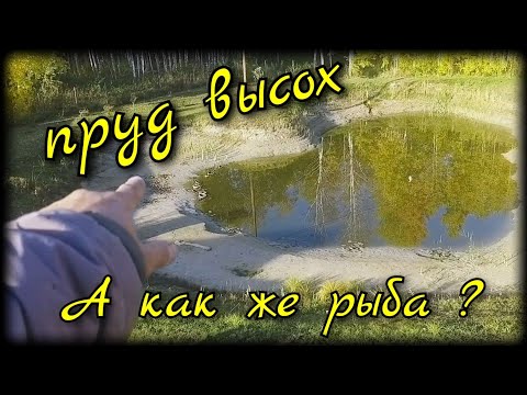 Видео: Полусухой пруд в зиму ? А как же рыба? Как растения???