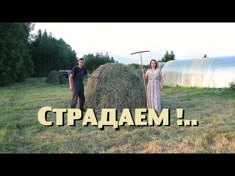 Видео: Итоги нескольких дней тяжёлой работы пошли псу под хвост!