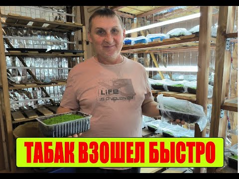 Видео: ТАБАЧНАЯ РАССАДА на 4 день после посева.Нюансы выращивания на ранних срока. Наша ЖИЗНЬ В ДЕРЕВНЕ.