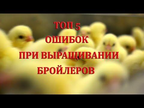 Видео: Топ 5 ошибок при выращивании бройлеров