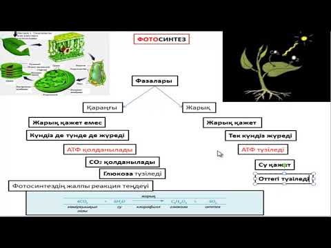Видео: Фотосинтезді сызба арқылы оңай түсіну #убт биология #ұбт биология #фотосинтез #фотосинтез фазалары