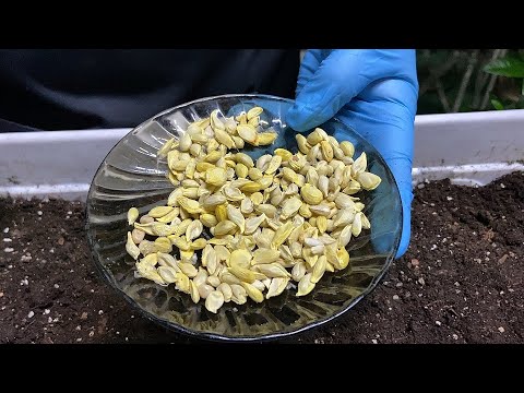 Видео: От посева семян - до хорошего сеянца, пригодного для прививки
