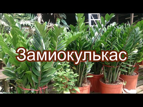 Видео: Замиокулькас.