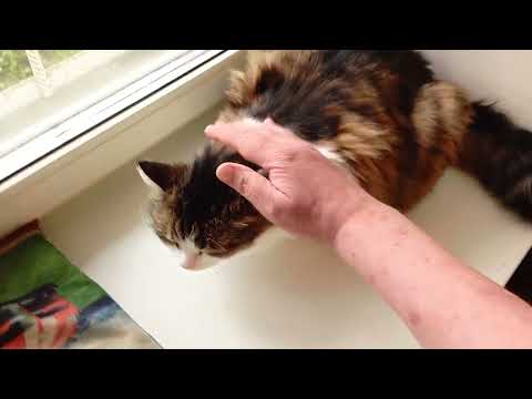 Видео: Про нашу погоду и маленький котопривет для друзей 😽❤️