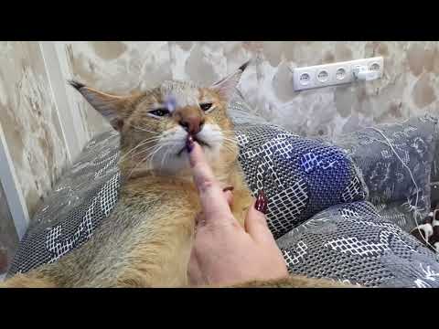 Видео: Камышовый кот дома