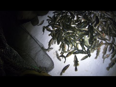 Видео: МОРДЫ трещали на ночной рыбалке. Рыбалка на Морду/ Мордушку