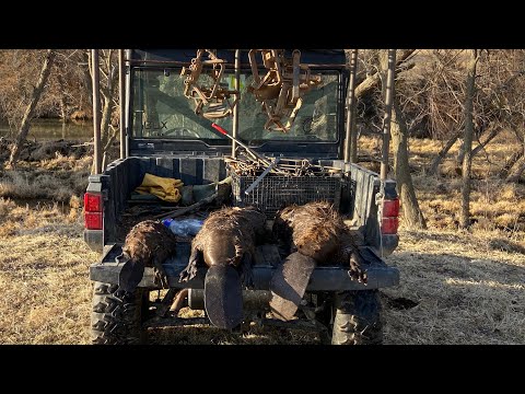Видео: странная встреча на линии ловушек {как бы вы с этим справились?}