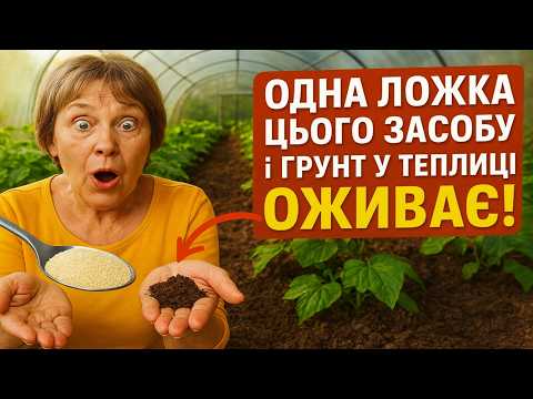 Видео: Одна ложка цього засобу — і ґрунт у теплиці оживає!