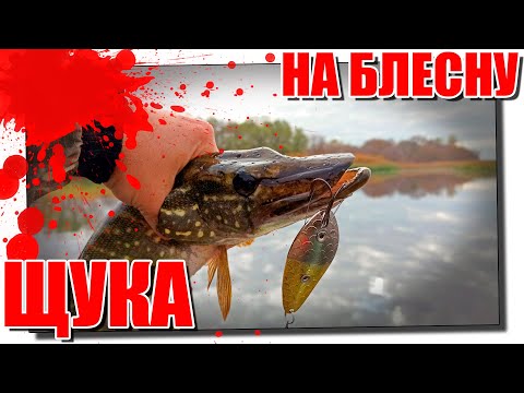 Видео: Ловля щуки в ноябре на блесну