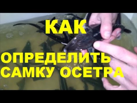 Видео: КАК ОПРЕДЕЛИТЬ САМКУ ОСЕТРА БЕЗ УЗИ