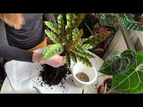Видео: Калатея Лансифолия. Пересадка, уход