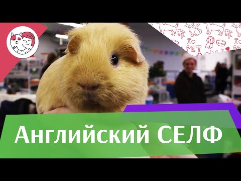 Видео: Морская свинка английский селф на ilikepet. Особенности породы, уход