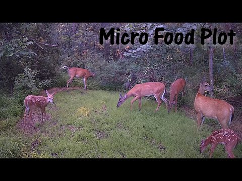 Видео: ИДЕАЛЬНЫЙ микроучасток с едой (или просто ещё одна игровая площадка)? Обновление за 30 дней