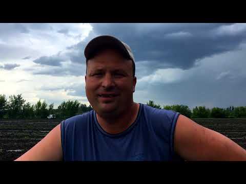 Видео: Выращивание арбузов. Арбуз Биант и Маристо. Идет подкормка.