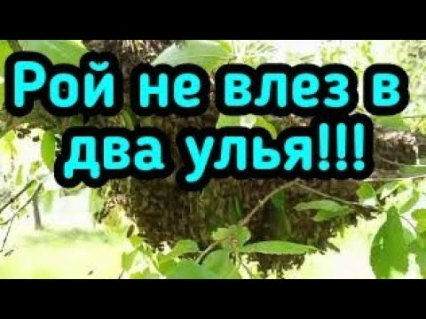 Видео: Рой не влез в два улья!!#пчёлы #пчеловодство #пасека