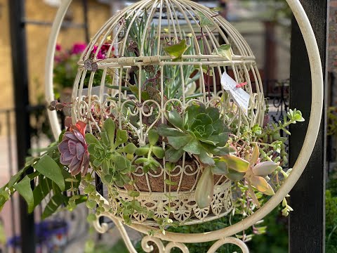 Видео: Композиция из суккулентов в клетках. Composition of succulents in decorative cages 🌵🌺