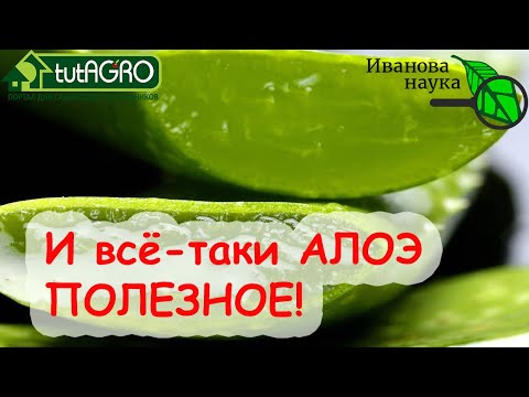 Видео: ЦЕЛЕБНАЯ СИЛА АЛОЭ: правильное применение для красоты и здоровья.