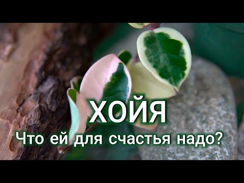 Видео: 🧚 ХОЙИ в моей коллекции 💚🌿 Начало положено 🤗