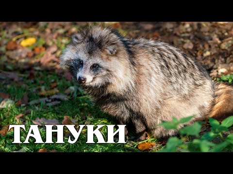 Видео: Тануки: Енотовидная собака | Интересные факты про семейство псовых