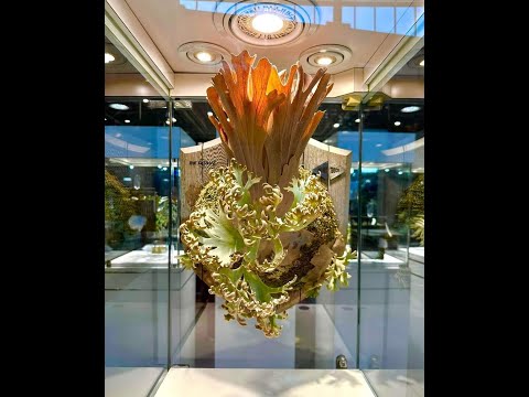 Видео: №5. Грунт для папоротников. Мой замес.