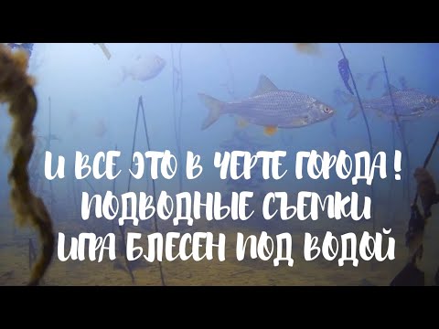 Видео: Подводные съемки! И все это в черте города! Игра зимних блесен под водой!