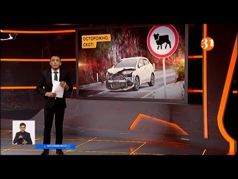 Видео: Скот на дороге: кто возместит ущерб после ДТП с животными?