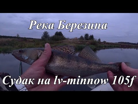 Видео: Река Березина. МОЙ ПЕРВЫЙ СУДАК. Жерех бьет малька возле лодки. Riprizer, Rudra spec2, Flash minnow