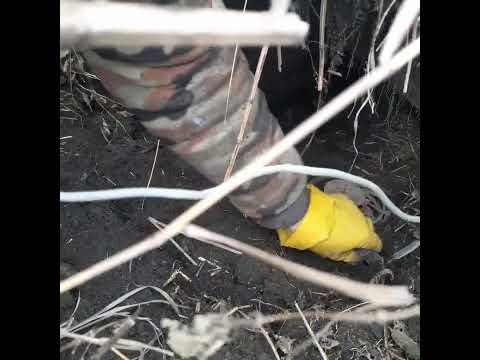 Видео: Проверка  капканов. Добавляем ещё.