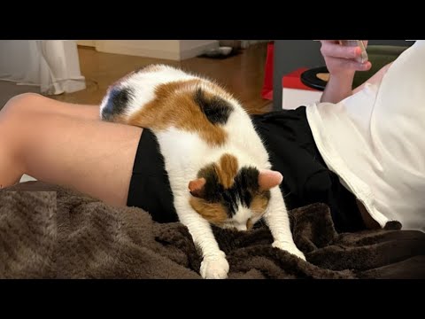 Видео: Когда ваш кот слишком ленив, чтобы функционировать 😹