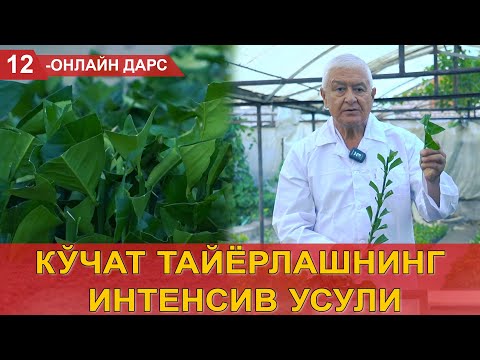 Видео: Кўчат тайёрлашнинг интенсив усули!