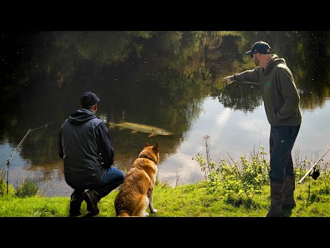 Видео: Я не ожидал, что он это скажет! — Ловля щуки на реке Трент