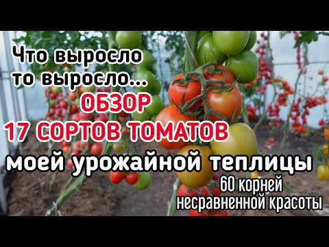 Видео: Оцениваем 17 гибридов и выбираем САМЫЕ ЛУЧШИЕ И УРОЖАЙНЫЕ. Обычный огородник с необычным урожаем.