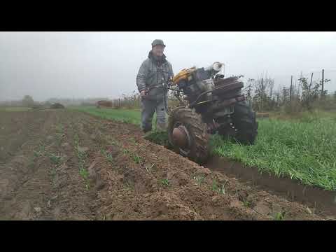 Видео: Пашу сидерат озимую рожь 9 октября 2023 г