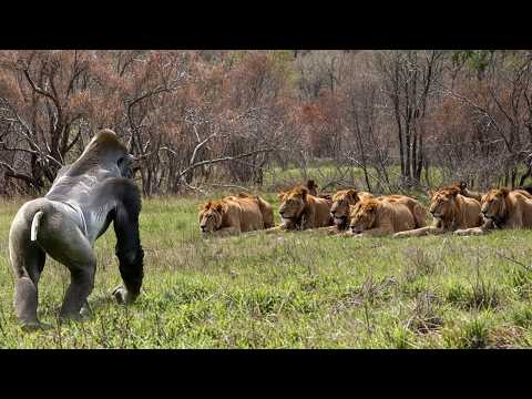 Видео: Вы Не Поверите На Что Способны Приматы! Эти Хищники Были Обречены...