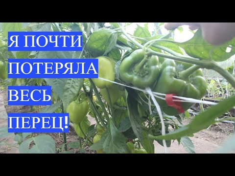 Видео: Моя роковая ошибка при посадке перца.
