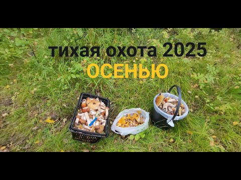 Видео: ОСТАЛИСЬ БЕЗ ГРИБОВ МОИ МЕСТА  РАССЕКРЕТИЛИ ,ТИХАЯ ОХОТА ОСЕНЬЮ