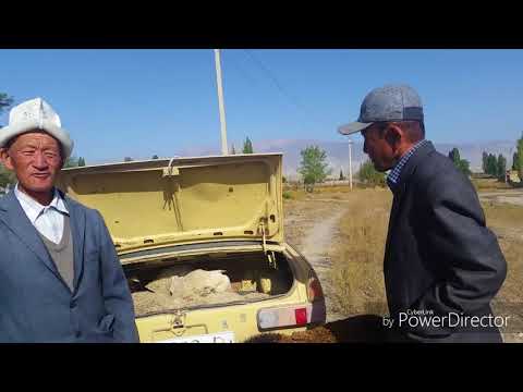 Видео: Кара-Бургон айылында мал базар ачылды 2018-жыл 6-сентябр
