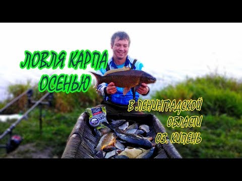 Видео: Ловля карпа на водоеме Кипень, Ленинградская область.