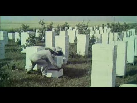 Видео: Содержание пчел в многокорпусных ульях