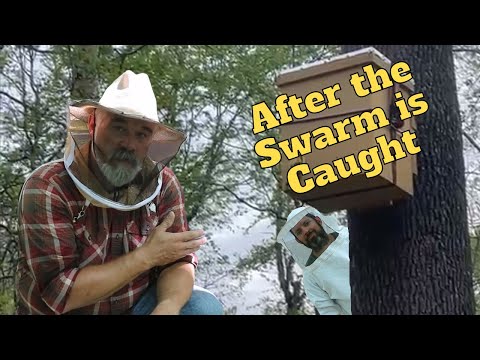 Видео: Что делать после того, как вы поймали рой медоносных пчел